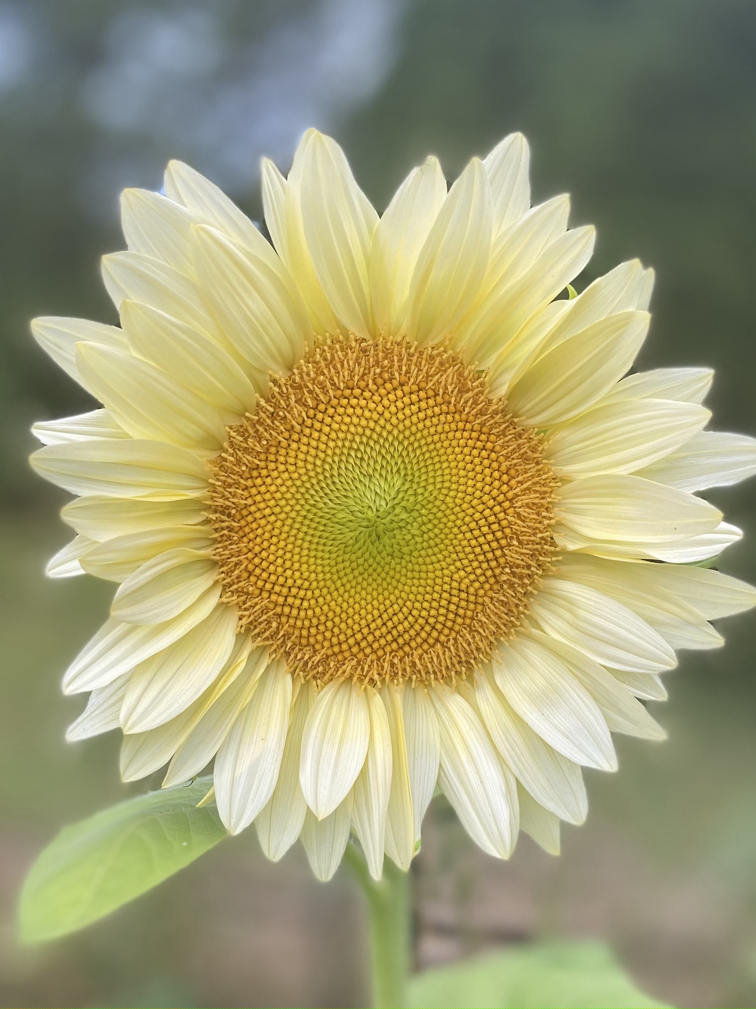 Pale sunflower from the flower farm